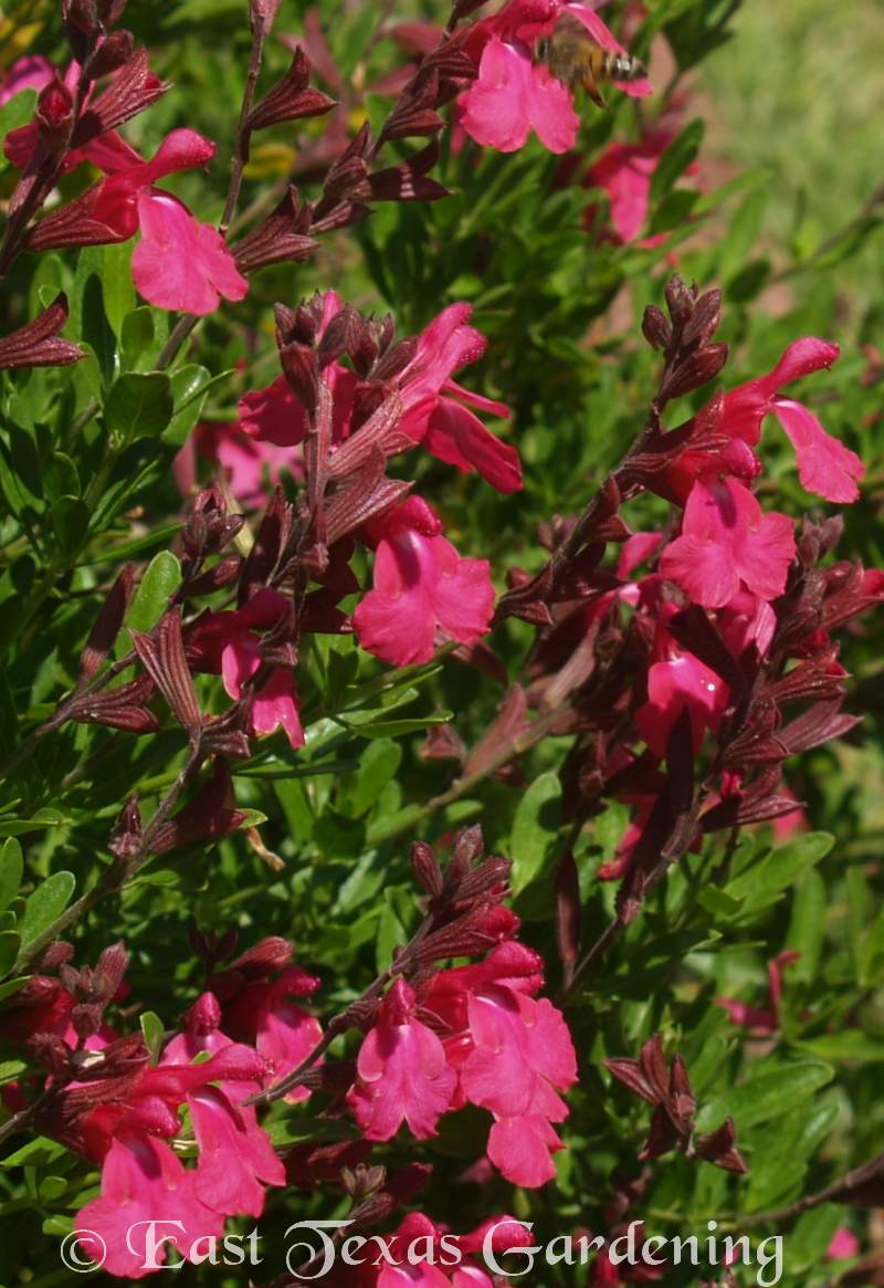 autumn sage